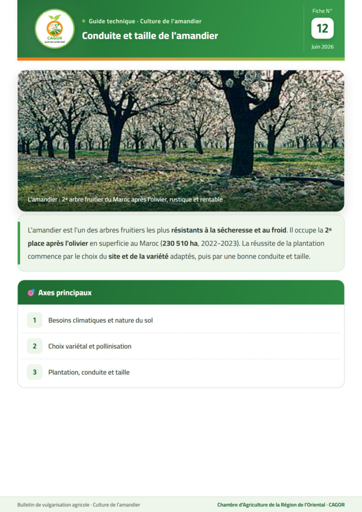 Conduite et taille de l&rsquo;amandier — Guide technique CAGOR
