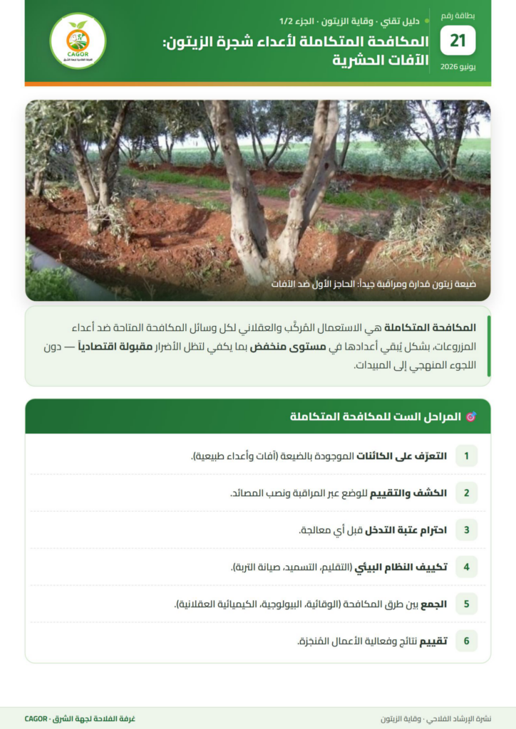 المكافحة المتكاملة لأعداء شجرة الزيتون: الآفات الحشرية (الجزء الأول) — دليل تقني CAGOR