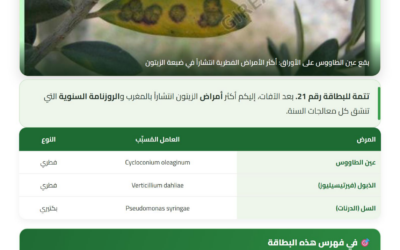 أمراض شجرة الزيتون وروزنامة المعالجة (الجزء 2/2) — دليل تقني CAGOR