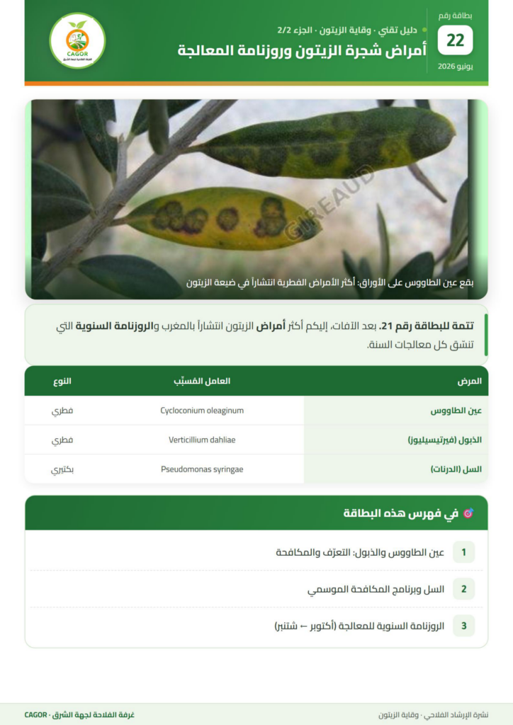 أمراض شجرة الزيتون وروزنامة المعالجة (الجزء 2/2) — دليل تقني CAGOR