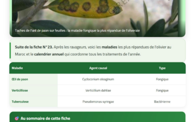 Maladies de l&rsquo;olivier & calendrier de traitement (Partie 2/2) — Guide technique CAGOR