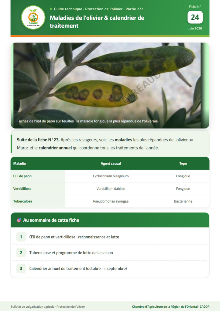 Maladies de l&rsquo;olivier & calendrier de traitement (Partie 2/2) — Guide technique CAGOR