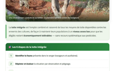 Protection intégrée de l&rsquo;olivier : les ravageurs (Partie 1/2) — Guide technique CAGOR
