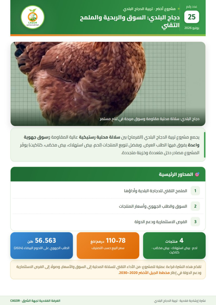 دجاج البلدي: السوق والربحية والملمح التقني — بطاقة تقنية CAGOR