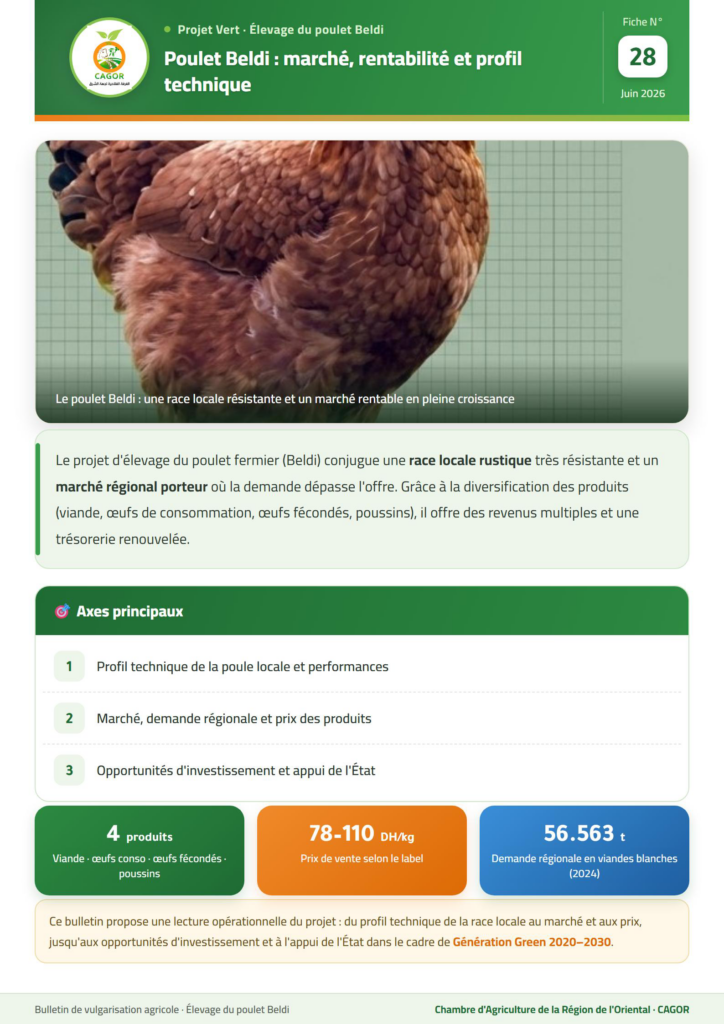 Poulet Beldi : marché, rentabilité et profil technique — Guide CAGOR
