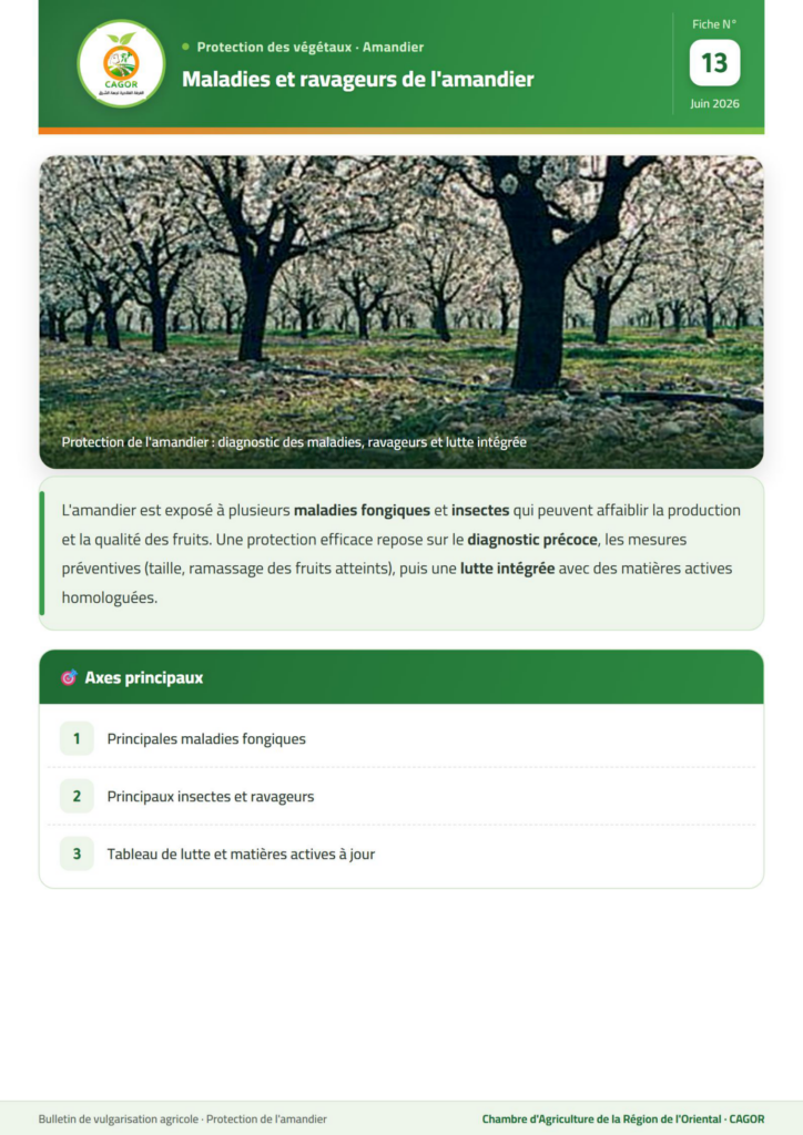 Maladies et ravageurs de l&rsquo;amandier — Guide technique CAGOR