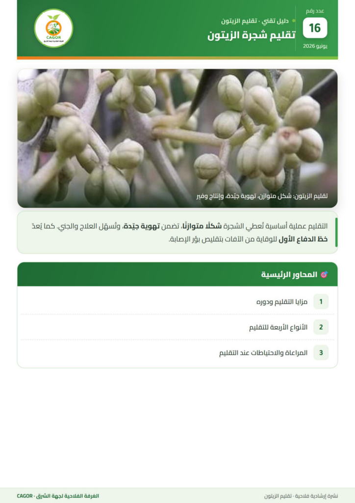 تقليم شجرة الزيتون — دليل تقني CAGOR