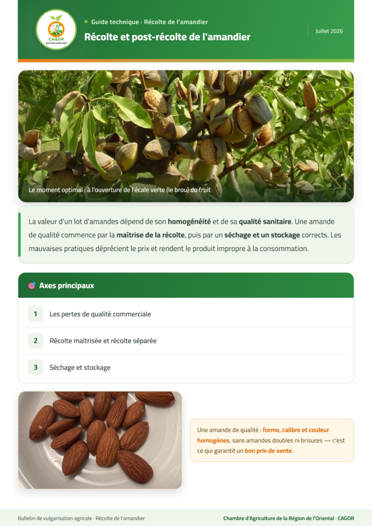 Récolte et post-récolte de l&rsquo;amandier