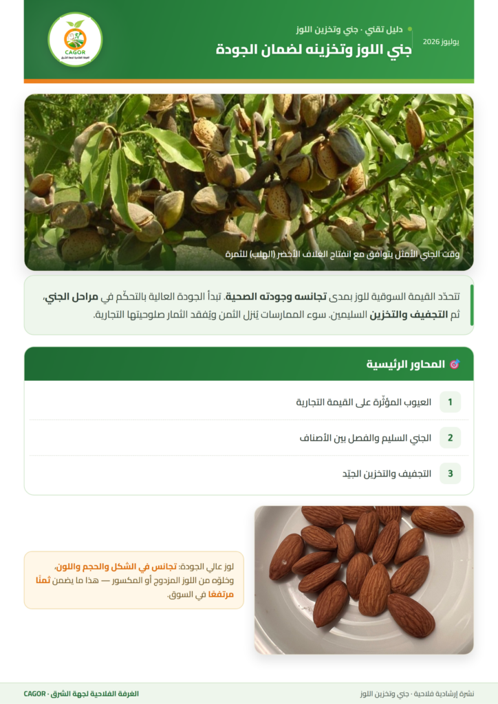 جني اللوز وتخزينه لضمان الجودة